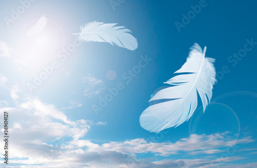 A white feathers bird floating in the sky. feather abstract in freedom concept background. © Siwakorn1933