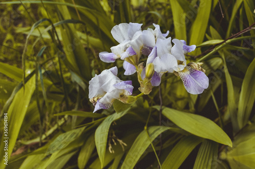 Close-up of a flower of bearded iris . Iris germanica on blurred green natura...