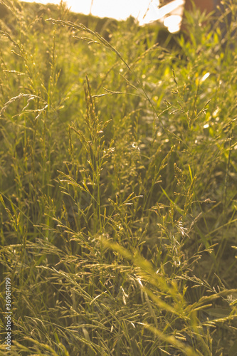 Phalaris arundinacea or canary cane herb. Field in the rays of the summer sunset