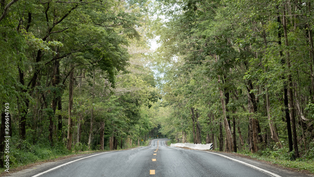 Empty asphalt road heading to the green forest.