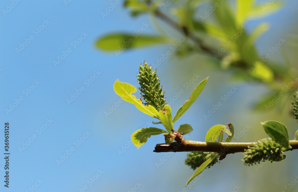 branch of a tree branch of a tree