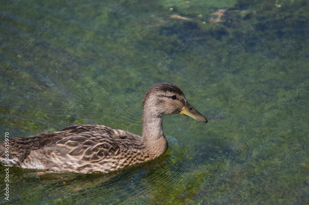 A Mallard Duck in the Water A Mallard Duck in the Water