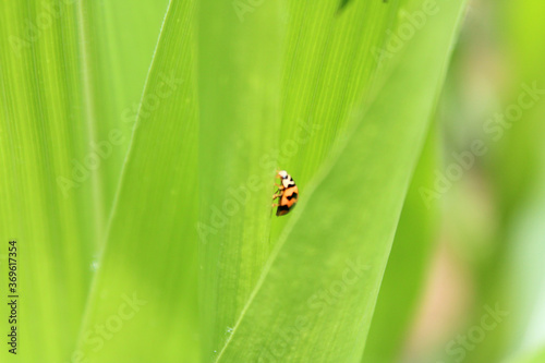 Ladybug on the green leaf, The red bug is an insect in the blur background farm.