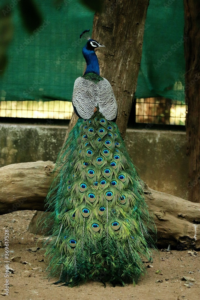 Obraz premium National bird peacock,so colourful and simply sitting