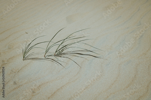grass in the sand