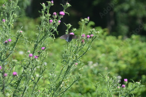 field of wild flowers