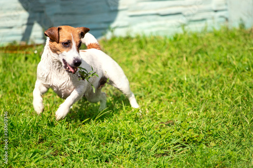 happy wet jack russell terrier playing with grass on a summer sunny day on the lawn, gardening, horizontal
