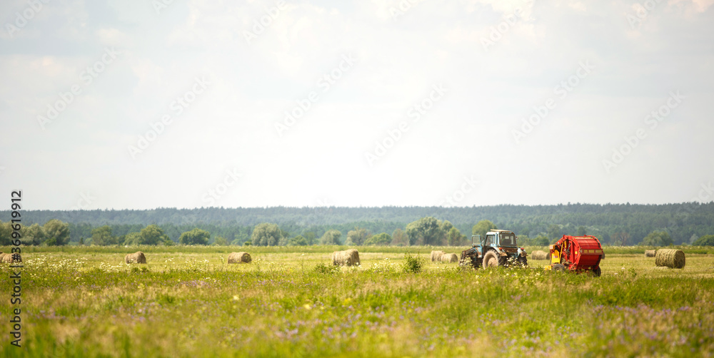 Green field with white flowers in summer. A tractor collects grass in round stacks in the background. Harvesting, agricultural machinery, livestock feed, combine work
