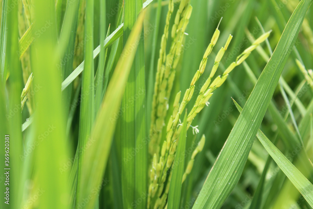 Asian rice with the small wind pollinated flowers is called a spikelet at Sekinchan, Malaysia Asian rice with the small wind pollinated flowers is called a spikelet at Sekinchan, Malaysia