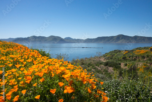Slika na platnu Field of golden poppies near the Diamond Valley Lake near Hemet California