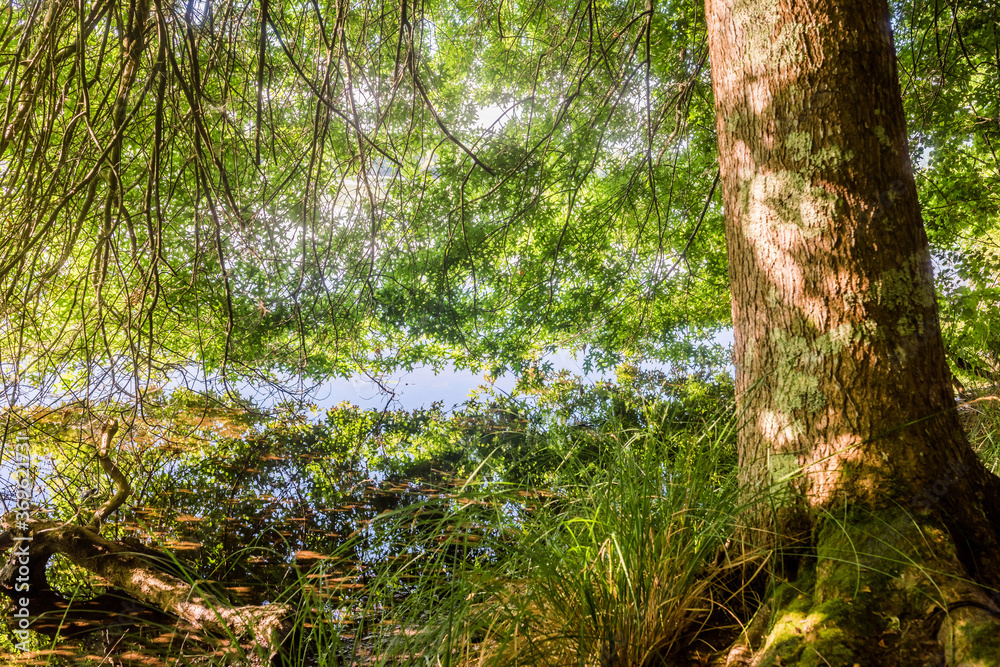 magnificent landscapes of a stream crossing the forest magnificent landscapes of a stream crossing the forest