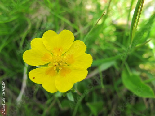 gelbe alpenblume
