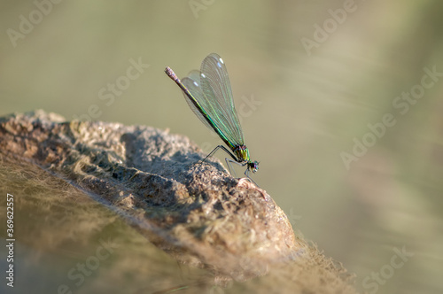 Beautiful damselfly Calopteryx splendens sits on a stone in the river flaps its wings and waits for prey