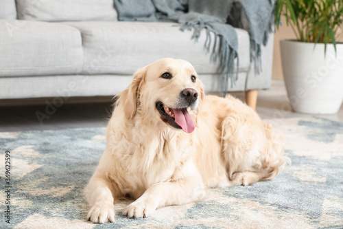 Fototapeta Naklejka Na Ścianę i Meble -  Cute funny dog on soft carpet at home
