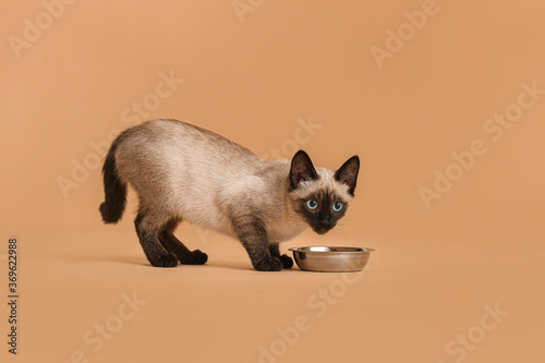 Fototapeta Cute Thai cat eating food from bowl on color background