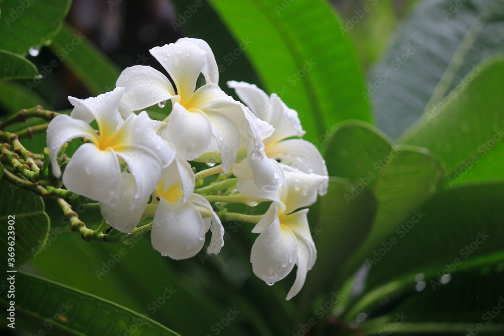 Obraz premium White plumeria flowers, on the tree there is a natural drop of water