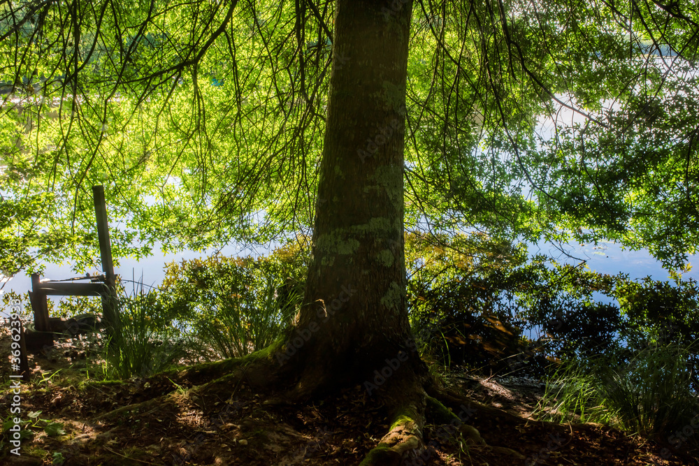 Obraz premium magnificent landscapes of a stream crossing the forest