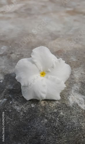 white flower on snow