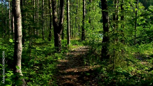 Wallpaper Mural Road in a forest leading to a wild river Torontodigital.ca
