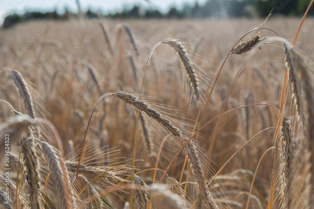 Fototapeta premium Landscape with a view of a wheat field with a beautiful sky with clouds on a Sunny day
