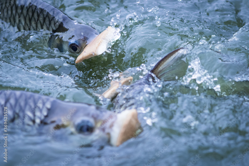 Fototapeta premium Nile tilapia fish