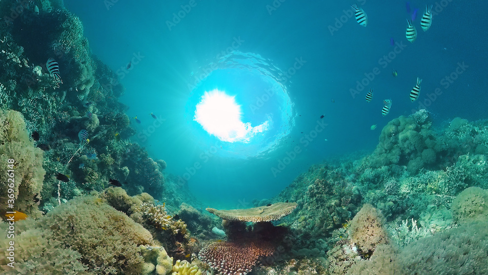 Tropical Fishes on Coral Reef, underwater scene. Panglao, Philippines.
