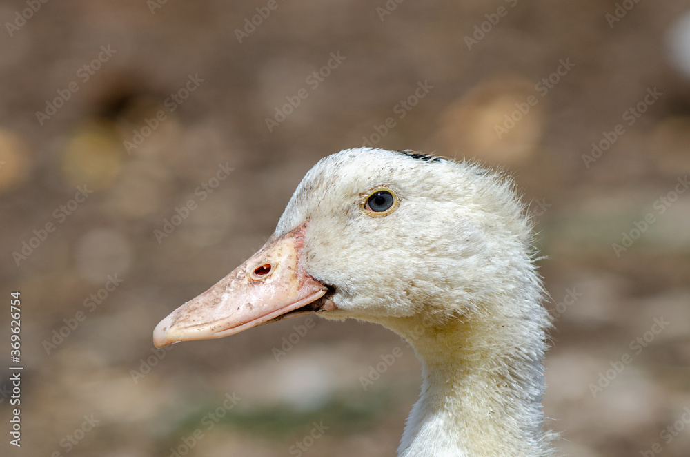 Duck head close-up on nature background Duck head close-up on nature background