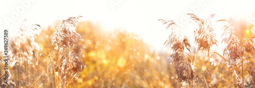 Reed in sunlight, blurred artistic nature background. Beautiful Tranquil landscape scene. wild fluffy grass. summer or autumn season. banner