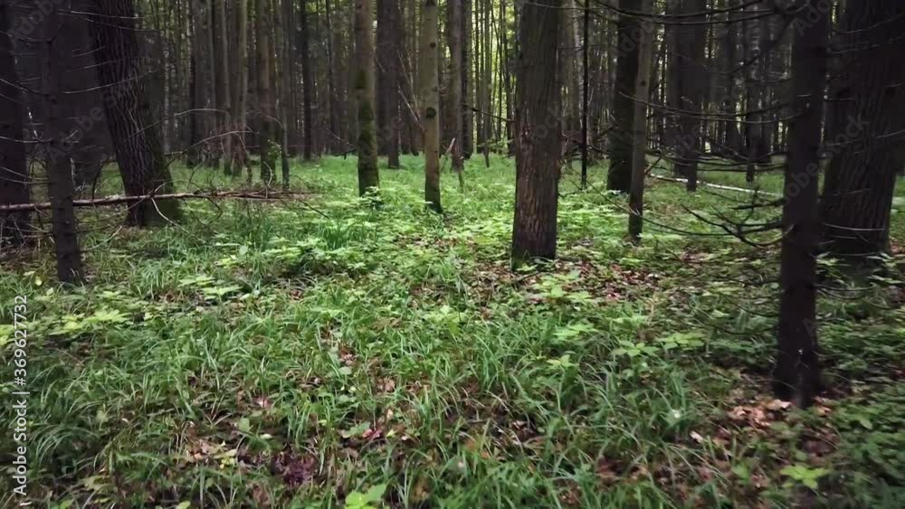 the camera moves through a dark pine forest. Motion laps the camera moves through a dark pine forest. Motion laps