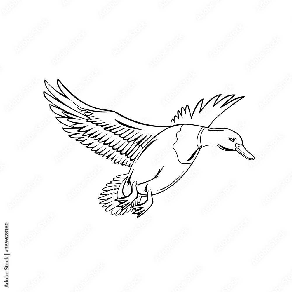 Fototapeta premium Male Bird or Drake Mallard That Is a Dabbling Duck Flying Up Retro Black and White Style