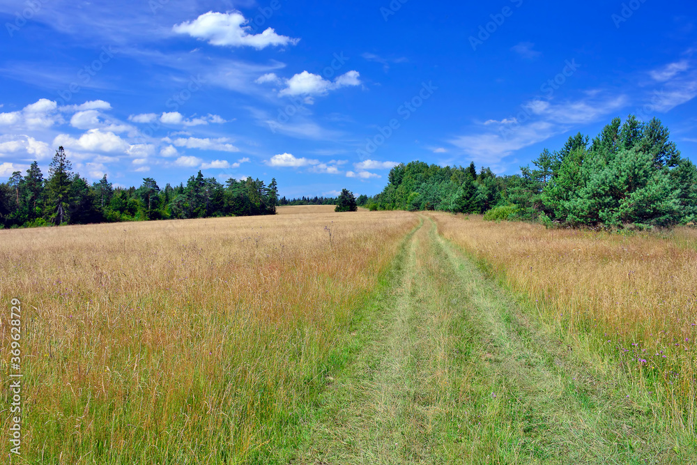 Idyllic landscape, summer meadow, ground road through high grass, Oderne, Low Beskids (Beskid Niski), Poland