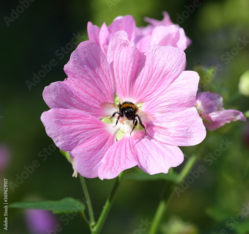 A bee sits on a purple flower © Станислав Вершинин