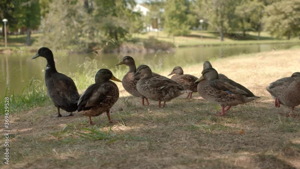 Group Of Brown Ducks Standing Peacefully On Grass Next To Pond Water Group Of Brown Ducks Standing Peacefully On Grass Next To Pond Water