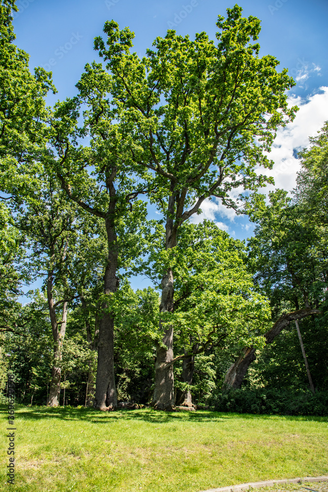 view of the clearing, trees in the background