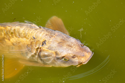 Fototapeta Naklejka Na Ścianę i Meble -  Swimming fish in lake in park
