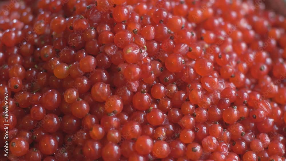Close Up Of Harvested Redcurrant Red-Currant Berries. Close Up Of Harvested Redcurrant Red-Currant Berries.