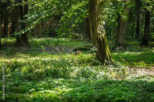 beautiful forest landscape in the Bialowieza Forest