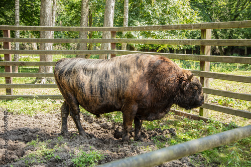 Zubron - hybrid of domestic cattle and european bison photo