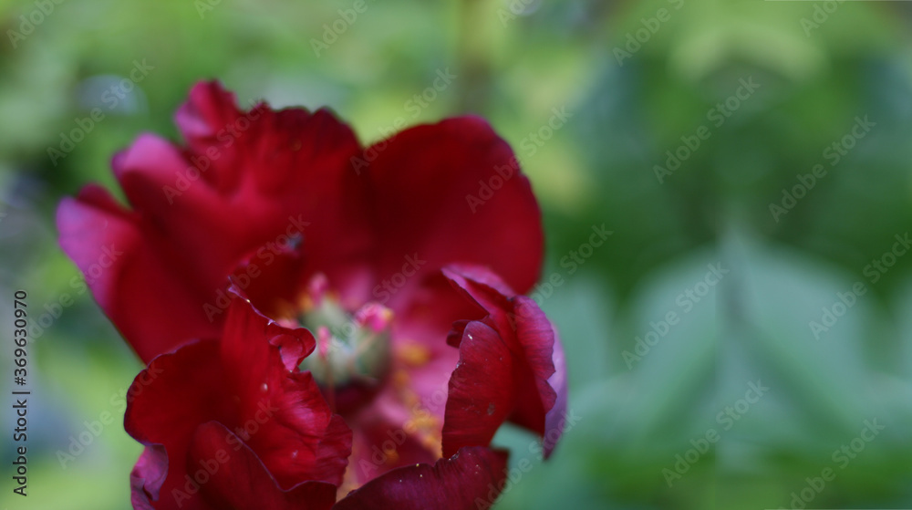 Close up photo of red pion flower in the garden with green background. Summer concept. Floral background for greeting card, banner, flower shop. Close up photo of red pion flower in the garden with green background. Summer concept. Floral background for greeting card, banner, flower shop.