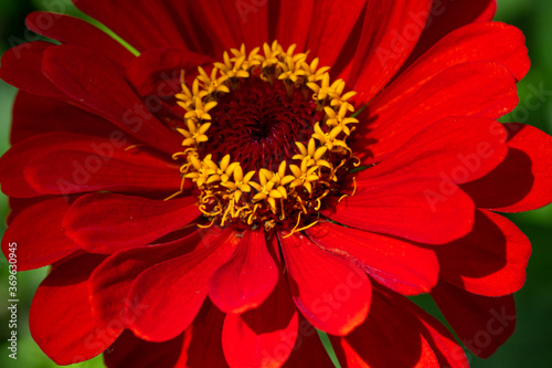 inflorescence of red zinnia with a yellow center with green leaves in nature