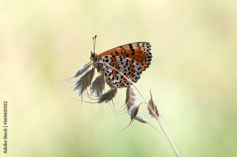 Butterfly Melitaea on a blade of grass early in the morning dries its wings from dew