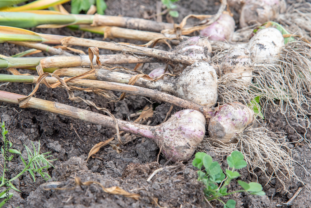 Harvesting. Fresh purple and white garlic in the garden Harvesting. Fresh purple and white garlic in the garden