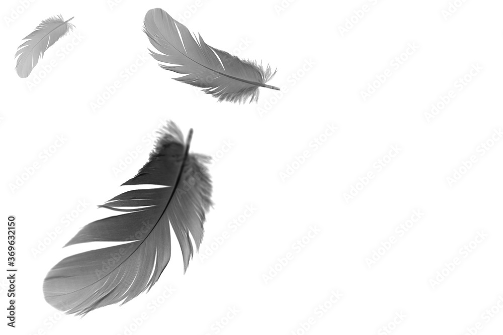 Naklejka premium Black feather bird floating in the air. feather abstract in freedom concept, white background with copy space