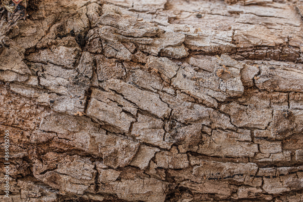 Dry brown high detail tree bark texture for background