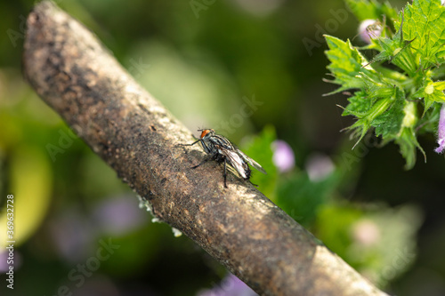 an ordinary fly sits on a branch © marcinmaslowski