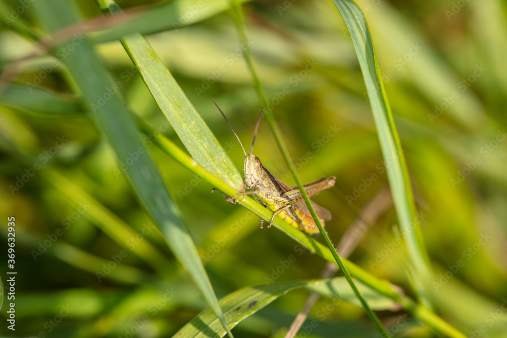 beautiful large grasshopper sits on a blade of grass beautiful large grasshopper sits on a blade of grass