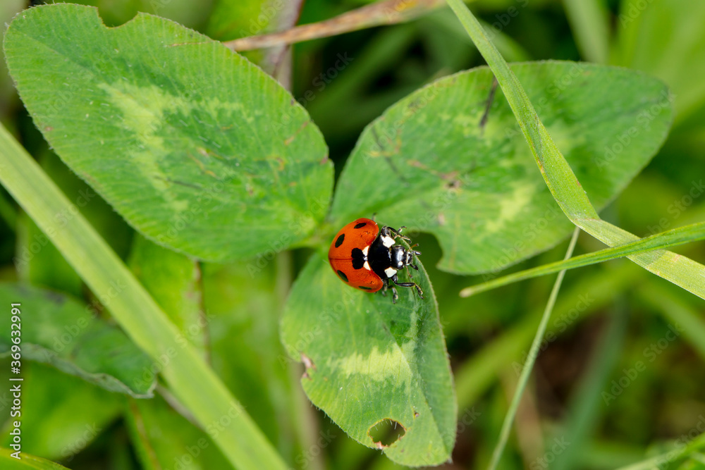 little beautiful ladybug sits on a green leaf little beautiful ladybug sits on a green leaf