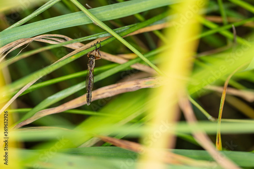 large mosquito sits hidden in the grass