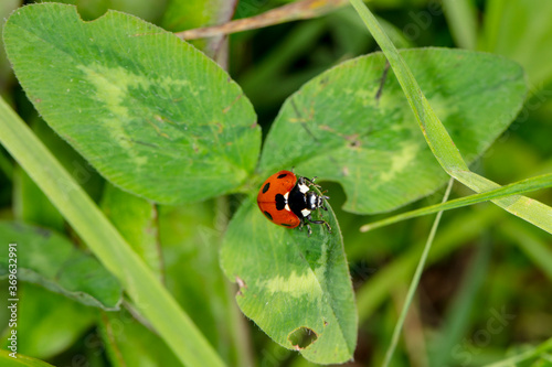 little beautiful ladybug sits on a green leaf