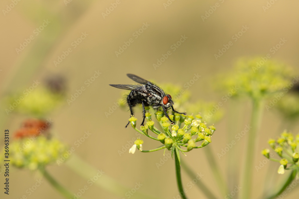 an ordinary large fly with red eyes sits on the plant an ordinary large fly with red eyes sits on the plant